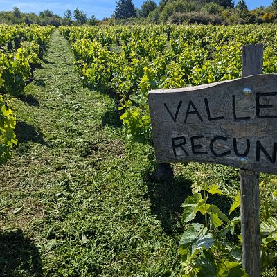 Marca España - Viñedos viejos: la preservación del patrimonio vegetal - 26/08/2026 - Marca España