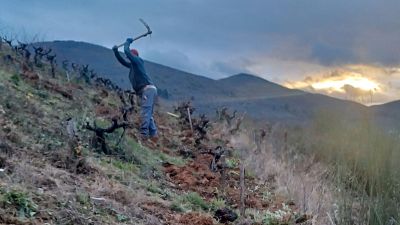 Viñedos viejos: la preservación del patrimonio vegetal