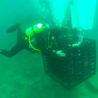 El vino que madura junto a tiburones y pulpos