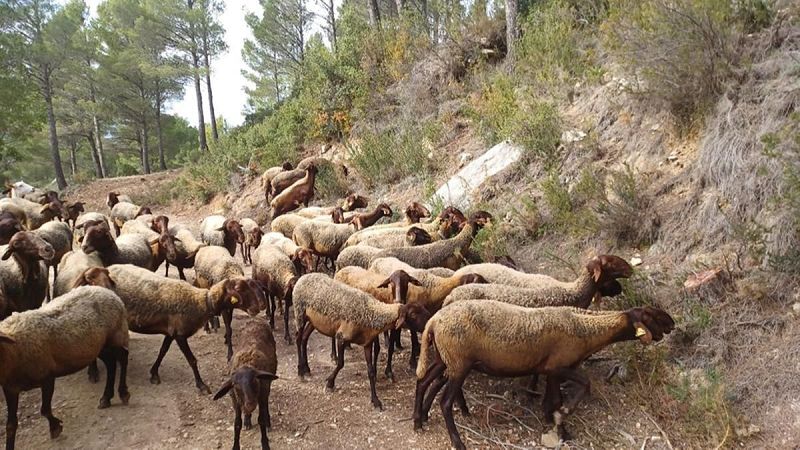 Reportajes Emisoras - Jaén - Ovejas bomberas - 02/09/26 - Escuchar ahora