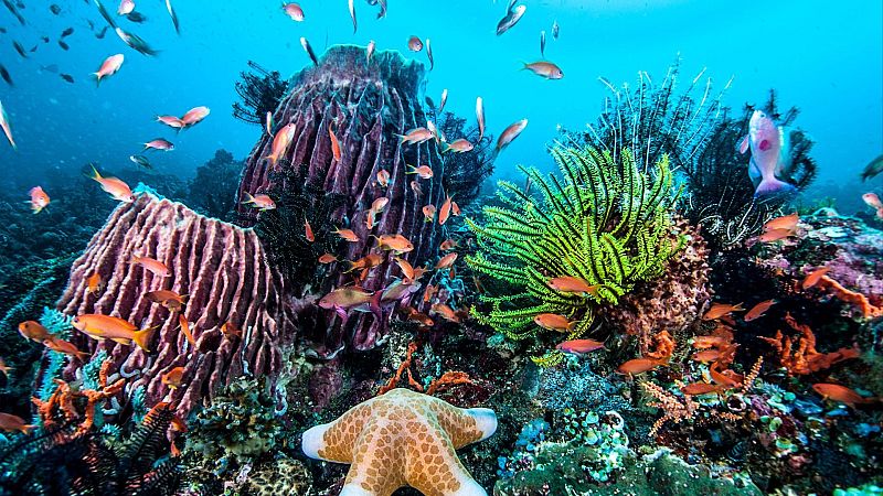 Planeta vivo - Restaurando el mar - 02/09/26 - Escuchar ahora