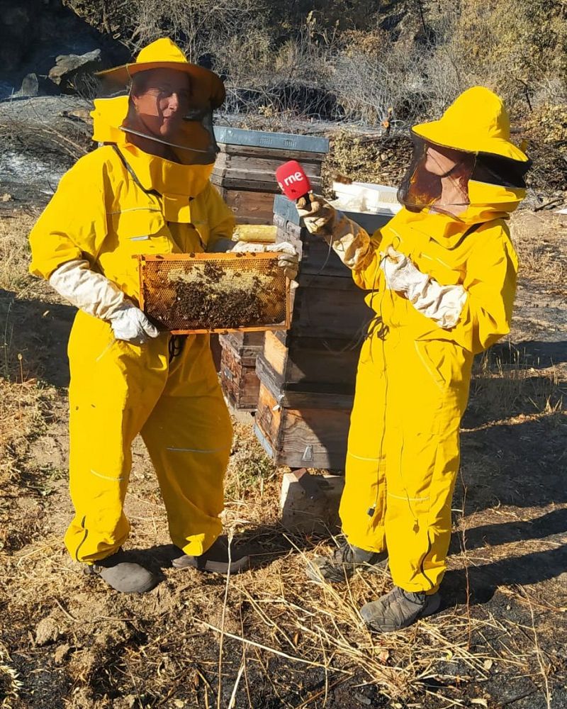 Reserva Natural - Las abejas, la apicultura y la polinización, víctimas de los incendios - 30/08/26 - Escuchar ahora