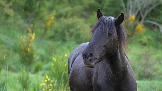 Ponis bascos netegen boscos a l'Alt Urgell per prevenir incendis