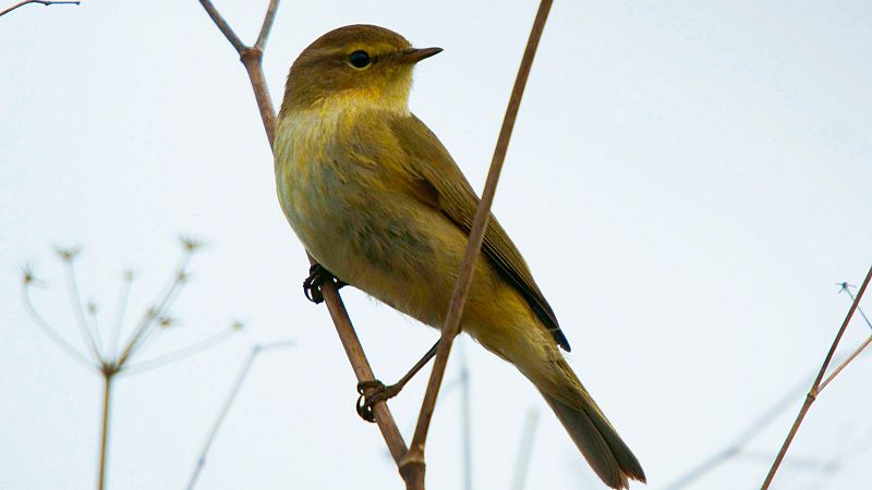 M�sicas a vuelapluma - Lisboa, el Tajo que escucha a las aves - 29/08/26 - M�sicas a vuelapluma | Escuchar
