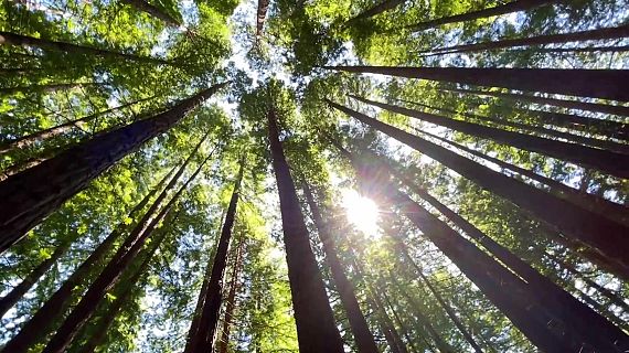 Els col�lectius ecologistes rebutgen el nou protocol forestal del Govern
