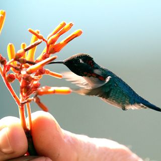 Cuba, la isla donde cantan los bosques