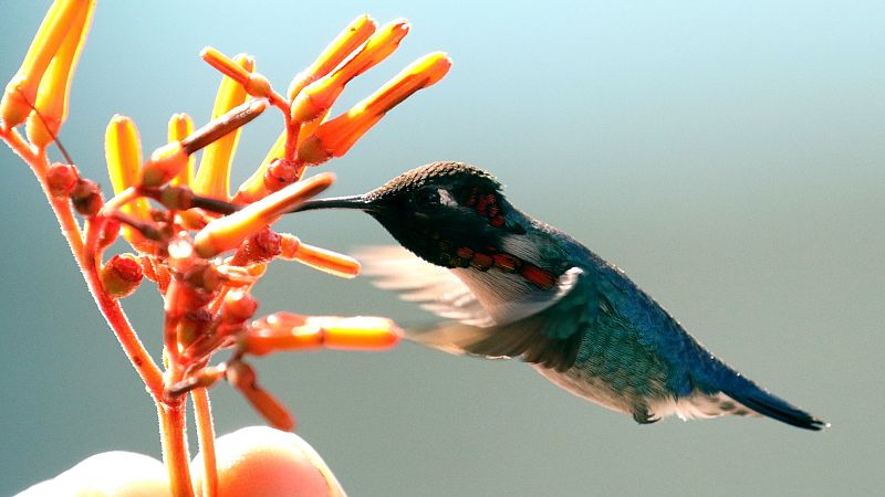 M�sicas a vuelapluma - Cuba, la isla donde cantan los bosques - 05/09/26 - M�sicas a vuelapluma