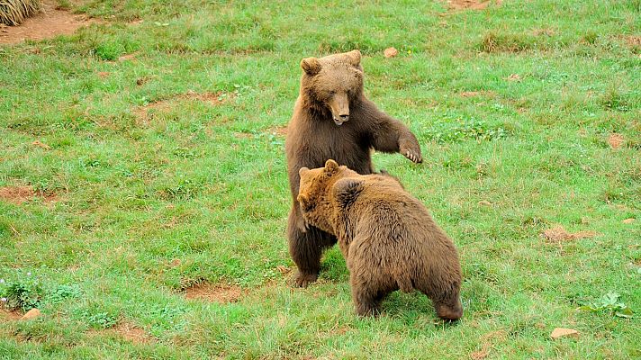 Aprender a convivir con el oso pardo