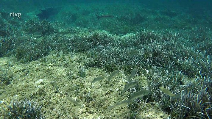 Los riesgos del estrés térmico en la posidonia