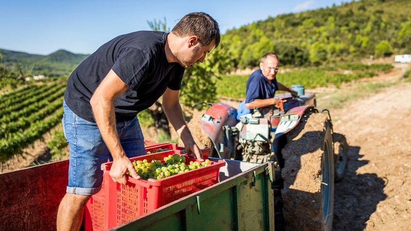 Vendimia en un viñedo soleado: un joven apila cajas de uvas en un remolque mientras un hombre mayor supervisa desde un tractor.