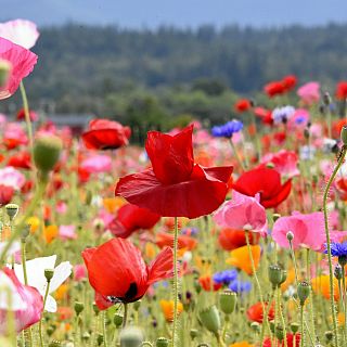 Flores del arriate