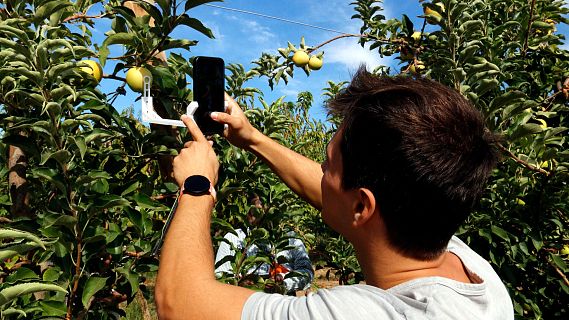 Una nova app pel mòbil permet millorar la collita de poma