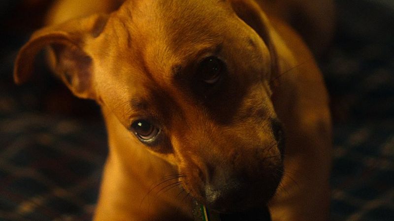 Hora América en Radio 5 - El perro caramelo: un reflejo de la identidad latinoamericana - 12/09/26 - Escuchar ahora