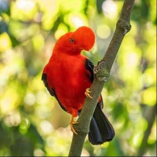 Colombia, el país donde vuelan todos los colores