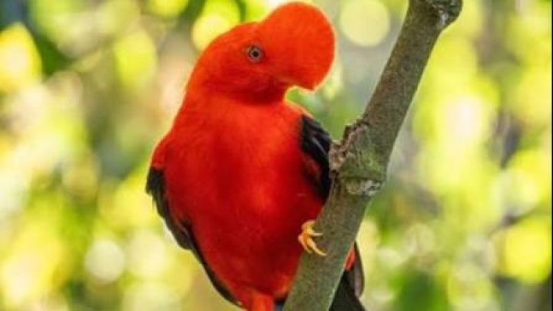 M�sicas a vuelapluma - Colombia, el pa�s donde vuelan todos los colores - 12/09/26 - M�sicas a vuelapluma