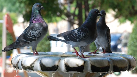 Balaguer declara la guerra als coloms