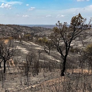 Recuperar los ecosistemas tras un incendio forestal