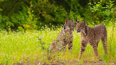 Avistamiento de fauna sin dejar huella