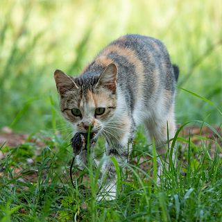 Les colònies felines. Qui les gestiona?