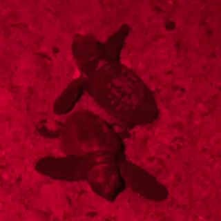 Tortugas Careta