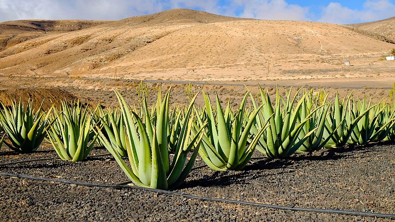 Mundo rural - Producción de aloe vera en España - 18/09/26