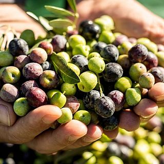Unió de Pagesos: "La colllita d'olives està tocada de mort"
