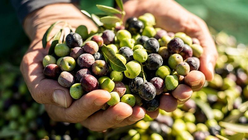 El Mat� de R�dio 4 - Uni� de Pagesos: "La colllita d'olives est� tocada de mort" - El mat� de R�dio 4