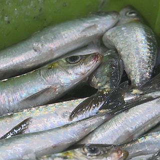 Metabolitos: el rastro de la contaminación en los peces