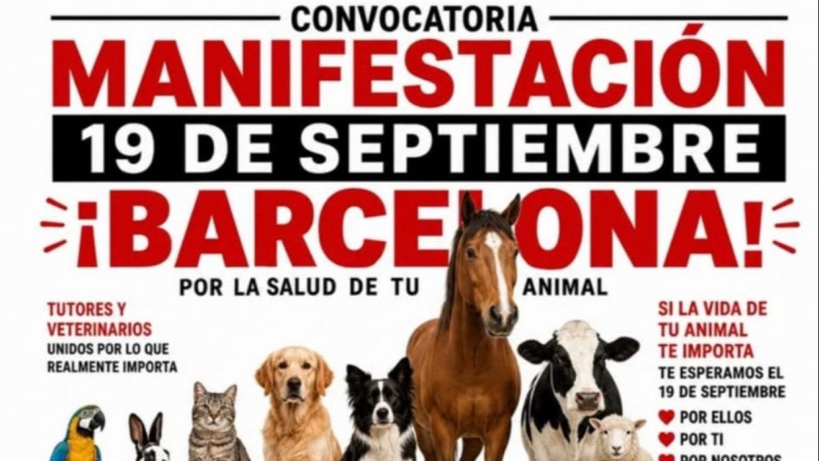 Abordem la crisi del sector veterinari, amb Paula Calvo
