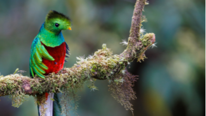 M�sicas a vuelapluma - M�xico, tierra de paisajes lindos y queridos - 19/09/26 - M�sicas a vuelapluma