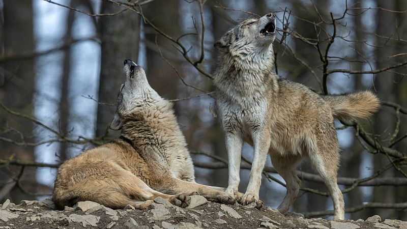 Dos lobos aúllan en un entorno boscoso y rocoso. Uno de pie, otro recostado, ambos con pelaje gris y marrón, en un paisaje de árboles de troncos verticales.
