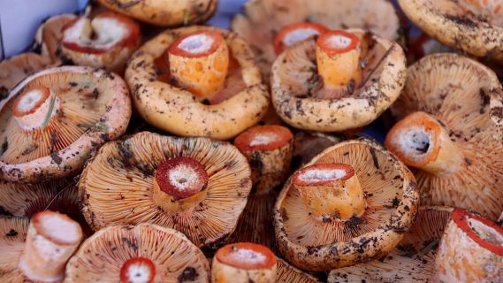 La campanya de bolets s'endarrereix un mes per la falta de pluges