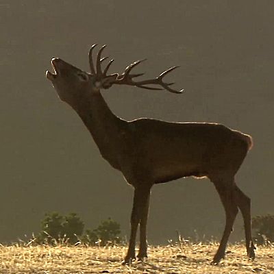 Los sonidos del bosque: berrea, ronca, ladra