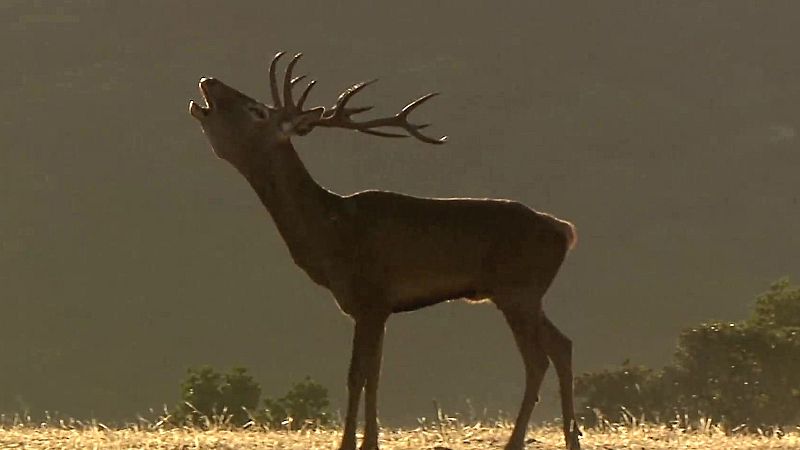Los sonidos del bosque: berrea, ronca, ladra