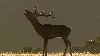 Los sonidos del bosque: berrea, ronca, ladra
