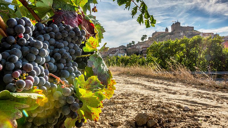 Canal Europa - Iter Vitis investiga las huellas del vino en Europa - 25/09/26