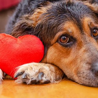 Cuida el corazón de tus mascotas