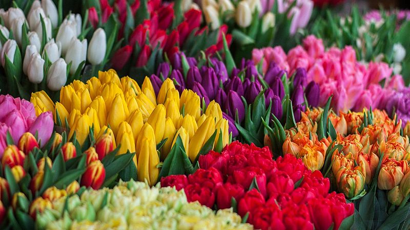 Un campo de tulipanes en plena floraci�n, organizado por colores: blanco, amarillo, morado, rosa, rojo y naranja, con detalles bicolores. Se aprecian hojas y tallos verdes.