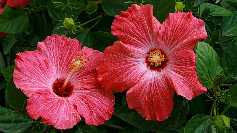 Primer plano de dos flores de hibisco en plena floraci�n, una rosa fucsia y otra rosa rojizo, con gotas de agua y follaje verde oscuro de fondo.