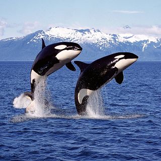 Spania y las orcas