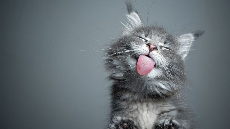 Primer plano de un adorable gatito gris de pelo largo con los ojos cerrados sacando la lengua sobre un fondo gris neutro.