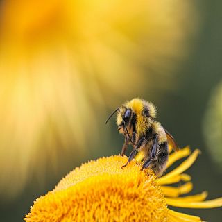 La abeja reina