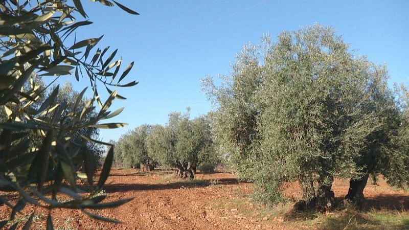 Campo de olivos maduros con troncos gruesos sobre tierra arcillosa bajo un cielo azul despejado, enmarcado por hojas verdes en primer plano.