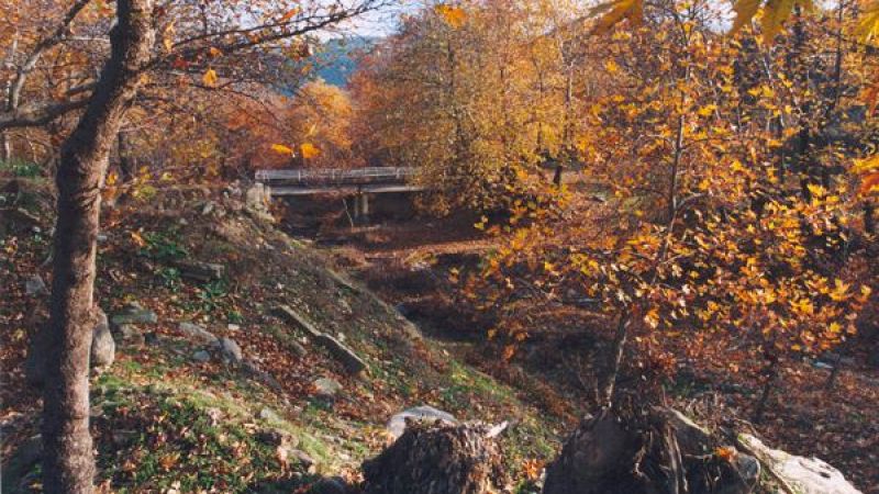 Paisaje oto�al con bosque de tonos dorados y anaranjados, terreno agreste con hojas ca�das y un modesto puente que cruza una vaguada bajo la luz diurna.