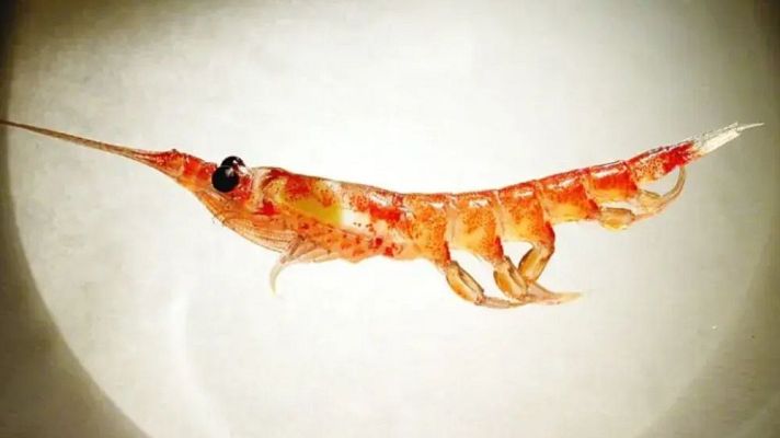 Primer plano de un krill semi-translúcido de tonos anaranjados y rojos, visto de perfil sobre un fondo blanco circular como si estuviera bajo un microscopio.