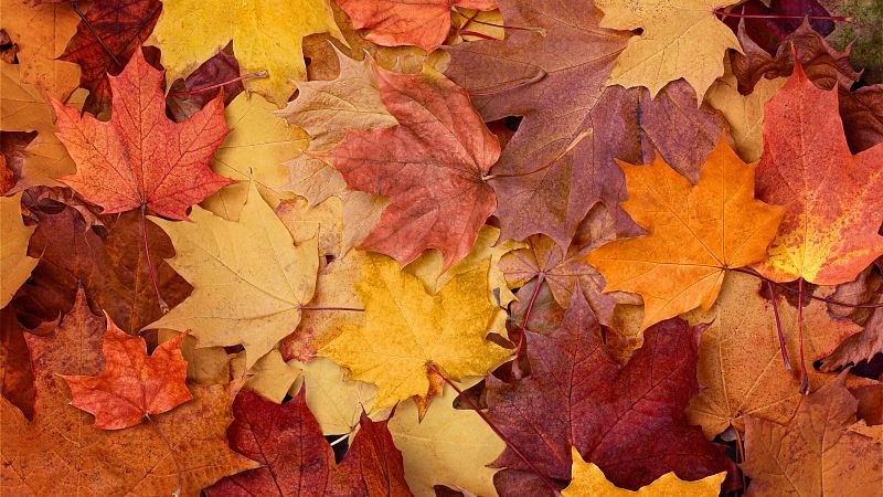 Raíz de 5 - Otoño. La ciencia cuando todo parece caer - 04/10/26