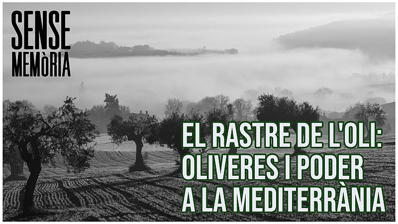 Sense Memòria Vol IV - El rastre de l'oli : Oliveres i poder a la Mediterrània