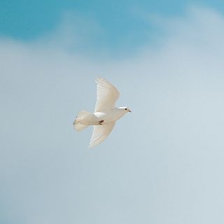 Elegir la paz