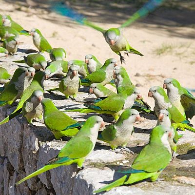 Especies exóticas invasoras que amenazan la fauna española