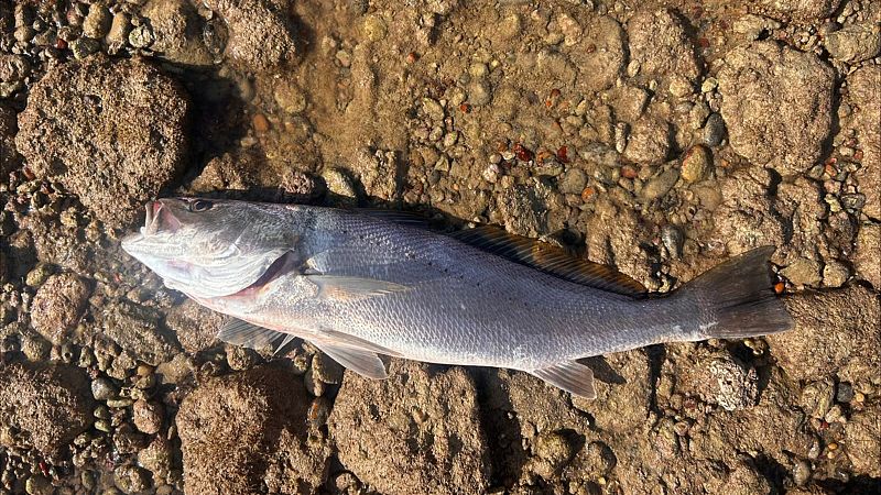 Reportaje Emisoras - Algeciras - Los corrales, una pesca artesanal - 06/10/26